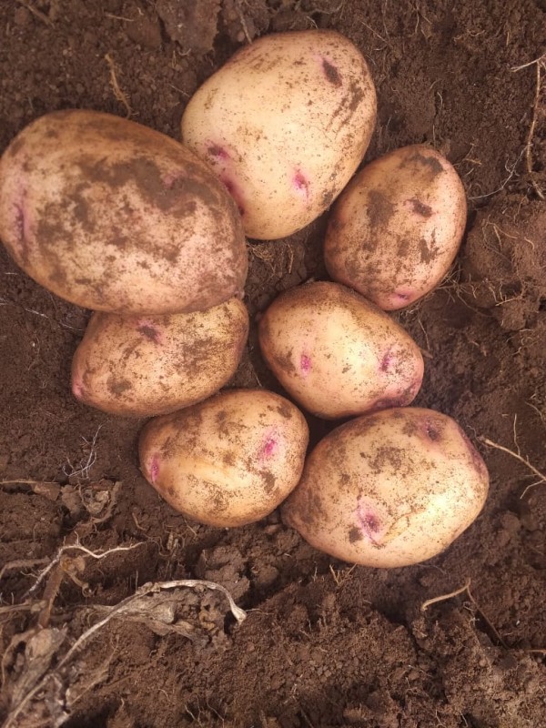 SHANGI and MARKIES POTATOES from Kenya